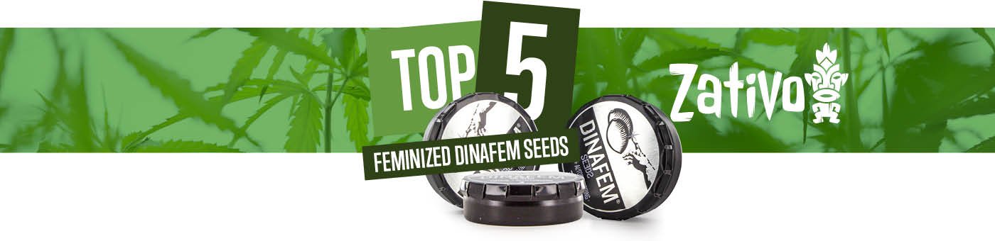 Top 5 Feminized Dinafem